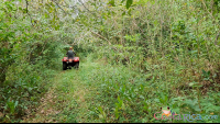 atv nosara tour going through jungle trail area
 - Costa Rica