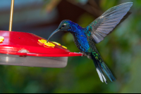        Blue Hummingbird Monteverde
  - Costa Rica