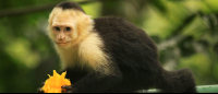 manuel antonio destination capuchin eats mango 
 - Costa Rica