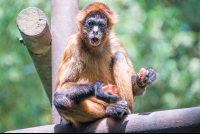 spider monkey eating papaya parque simon bolivar san jose 
 - Costa Rica