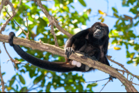        Howler Monkey On A Branch At Cabo Blanco Reserve
  - Costa Rica