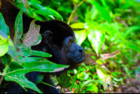        Howler Monkey Face Closeup At Cahuita National Park
  - Costa Rica