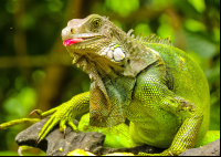 green iguana eating at gringo curts restaurant 
 - Costa Rica