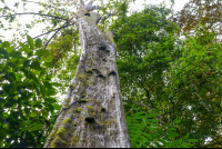 Tall Tree At Sirena Ranger Station
 - Costa Rica