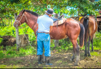 Cowboy Preparing The Horses Rancho Tropical
 - Costa Rica