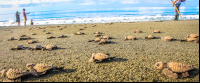        Turtle Sprinting To The Ocean At Playa Piro
  - Costa Rica