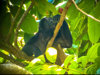        Howler Monkey Manuel Antonio National Park
  - Costa Rica