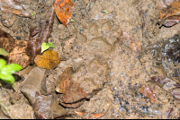        Animal Foot Print On The Mud Los Patos Trail Toward Sirena
  - Costa Rica
