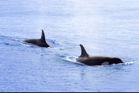 pair of orcas srake bay 
 - Costa Rica