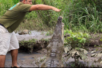 crocodile safari tour feeding 
 - Costa Rica