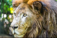 lion face parque simon bolivar san jose 
 - Costa Rica