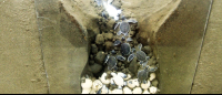 sea turtle conservancy nest replica 
 - Costa Rica