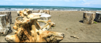 tortuguero beach attraction driftwood stump 
 - Costa Rica