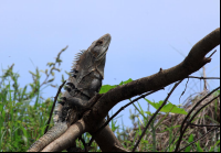 crocodile safari tour iguana 
 - Costa Rica