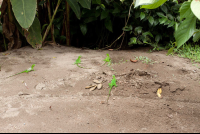        Juvenile Green Iguanas Walking On The Sand Tortuguero
  - Costa Rica