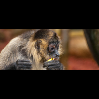 spider monkey eating fruit
 - Costa Rica