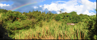 trapiche tour sugar cane field 
 - Costa Rica