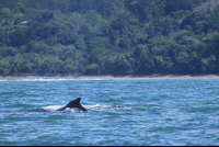 Uvita Beach Attraction Humpback
 - Costa Rica