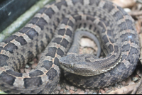 moneverde serpentarium snake closeup 
 - Costa Rica