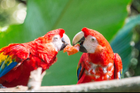 scarlet macaw parque simon bolivar san jose 
 - Costa Rica