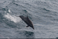 dolphins jumping 
 - Costa Rica