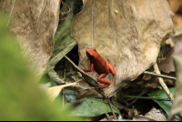 Gandoca Manzanillo Wildlife Refuge Strawberry Poison Dart Frog
 - Costa Rica