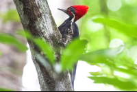 Lineated Woodpecker Curu
 - Costa Rica