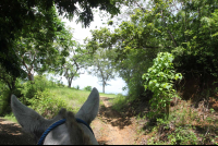        horsehead on pathway puntaislita 
  - Costa Rica