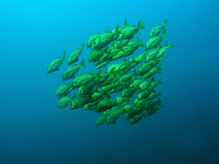        fish underwater 
  - Costa Rica