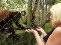 kids saving the rainforest attraction snacks for spider monkeys 
 - Costa Rica
