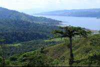 rancho margot tree lake arenal 
 - Costa Rica