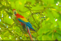 scarlet macaw aguila de osa drake bay 
 - Costa Rica