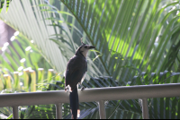 white throated magpie sol samara 
 - Costa Rica