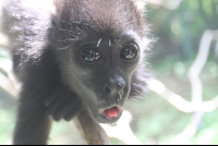        sticking tongue monkey 
  - Costa Rica