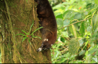 selvetura coati 
 - Costa Rica