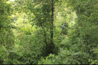 titi canopy tour guide in forest 
 - Costa Rica