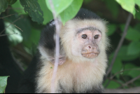 mama capuchin baby on back 
 - Costa Rica