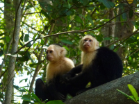 manglar isla mangrove kayak capuchin monkeys 
 - Costa Rica