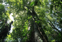kekoldi reserve attraction trees 
 - Costa Rica