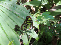 Gandoca Manzanillo Wildlife Refuge Butteryfly
 - Costa Rica