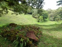 curi cancha pasture reforestation 
 - Costa Rica