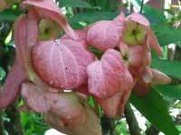 Pink Flowers
 - Costa Rica