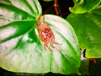 Crab On A Leaf Las Caletas Night Hike
 - Costa Rica