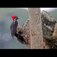 cano negro lineated woodpecker 
 - Costa Rica