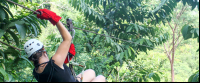 jungle adventure canopy 
 - Costa Rica
