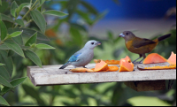 Hotel Gavilan Feeding the Birds
 - Costa Rica
