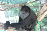        looking over shoulder monkey 
  - Costa Rica