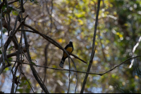        bird at nosara reserve 
  - Costa Rica