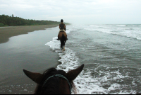        Jungle Beach Horseback Tour In Line
  - Costa Rica