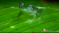 dusty glass frog.png
 - Costa Rica